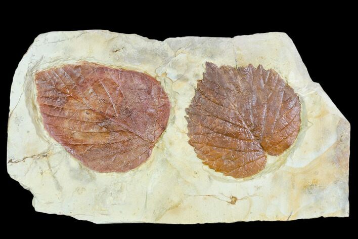 Two Fossil Leaves (Davidia, Beringiaphyllum) - Montana #105150